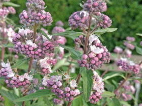 barbula klandońska Stephi - Caryopteris  clandonensis Stephi