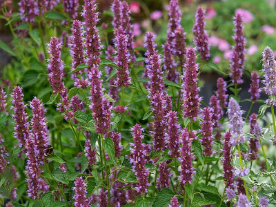 Kłosowiec 'Beelicious Purple' - sadzonki P9 | Byliny Farm
