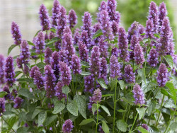 Kłosowiec 'Beelicious Purple' - sadzonki P9 | Byliny Farm