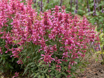 Kłosowiec 'Rosie Posie' - sadzonki P9 | Byliny Farm