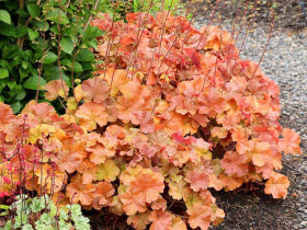Żurawka 'Nothern Exposure Amber' - sadzonki C0,7 | Byliny Farm