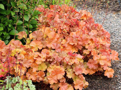 Żurawka Northern Exposure Amber