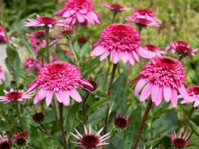 Jeżówka 'Summer Candy' - sadzonki | Byliny Farm