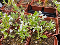 Ułudka wiosenna 'Alba' - sadzonki P9 | Byliny Farm