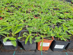 Krwawnik 'Milly Rock Rose' - sadzonki P9 | Byliny Farm