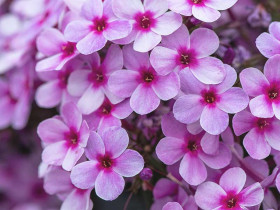 Płomyk wiechowaty 'Early Lavender Pop' - sadzonki | Byliny Farm