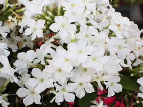Płomyk wiechowaty 'Early White' - sadzonki P9 | Byliny Farm