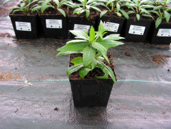 dzielżan Sombrero - Helenium hybridum Sombrero
