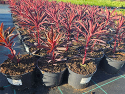 Wilczomlecz migdałolistny 'Miners Merlot' - sadzonki | Byliny Farm