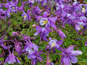 Orlik 'Earlybird Purple Blue' - sadzonki P9 | Byliny Farm