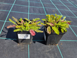 Krwawnik 'Milly Rock Rose' - sadzonki P9 | Byliny Farm