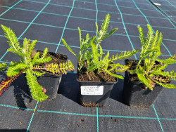 Krwawnik 'Milly Rock Red' - sadzonki P9 | Byliny Farm