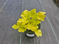 Żurawka 'Lime Marmalade' - sadzonki C0,7 | Byliny Farm