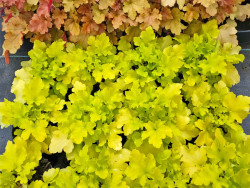 Żurawka 'Lime Marmalade' - sadzonki C0,7 | Byliny Farm