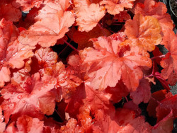 Żurawka 'Forever Red' - sadzonki C0,7 | Byliny Farm
