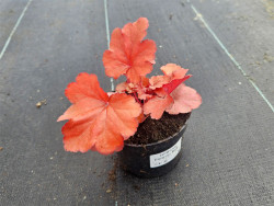 Żurawka 'Forever Red' - sadzonki C0,7 | Byliny Farm