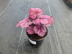 Żurawka 'Wild Rose' - sadzonki C0,7 | Byliny Farm