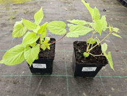 Aralia sercowata 'Sun King' - sadzonki 1L | Byliny Farm