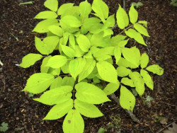Aralia sercowata 'Sun King' - sadzonki 1L | Byliny Farm