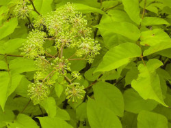 Aralia sercowata 'Sun King' - sadzonki 1L | Byliny Farm
