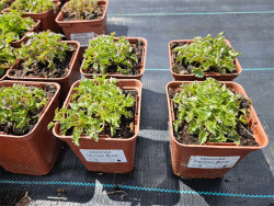 Dzwonek karpacki 'Carillon Blue' - sadzonki P9 | Byliny Farm
