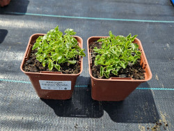 Dzwonek karpacki 'Carillon White' - sadzonki P9 | Byliny Farm