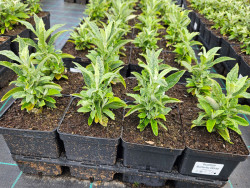 Budleja 'Butterfly Candy Little White' - sadzonki | Byliny Farm