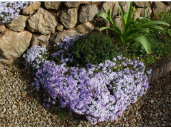 Płomyk szydlasty 'Emerald Blue' - sadzonki P9 | Byliny Farm