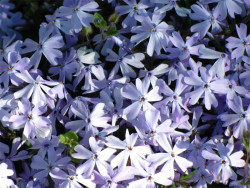 Płomyk szydlasty 'Emerald Blue' - sadzonki P9 | Byliny Farm