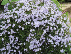 Płomyk szydlasty 'Emerald Blue' - sadzonki P9 | Byliny Farm
