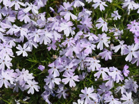 Płomyk szydlasty 'Emerald Blue' - sadzonki P9 | Byliny Farm