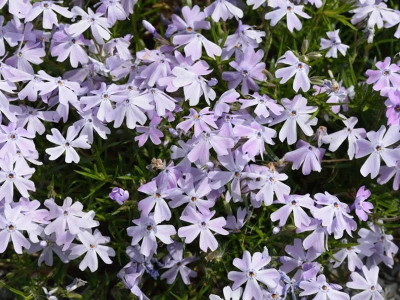Płomyk szydlasty 'Emerald Blue' - sadzonki P9 | Byliny Farm