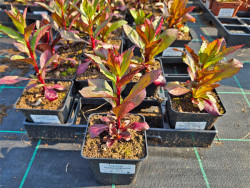 Lobelia okazała 'Starship Scarlet' - sadzonki P9 | Byliny Farm