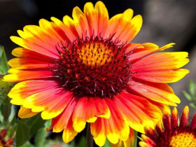 Gailardia 'Arizona Sun' - sadzonki P9 | Byliny Farm