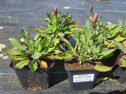 Szałwia 'Salvatore Blue' - sadzonki | Byliny Farm