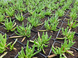 Delosperma 'Delmara Orange' - młode sadzonki bez kwiatów w doniczkach