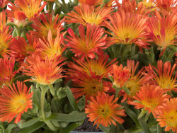 Delosperma 'Delmara Orange' - gęsto ułożone pomarańczowe kwiaty