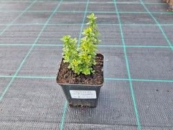 Macierzanka 'Lemon Variegata' - młoda sadzonka w doniczce z etykietą