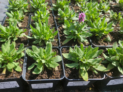 Szałwia sensation medium 'Pink' - sadzonki P9 | Byliny Farm