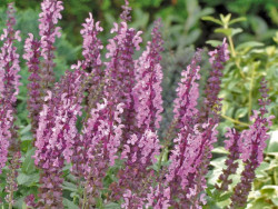 Szałwia sensation medium 'Pink' - sadzonki P9 | Byliny Farm