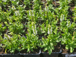 Szałwia omszona 'Sensation Compact White' - sadzonki | Byliny Farm