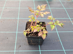 Tawułka 'Color Flash' - sadzonki 1L | Byliny Farm