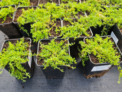 Macierzanka wczesna 'Albiflorus' - sadzonki P9 | Byliny Farm