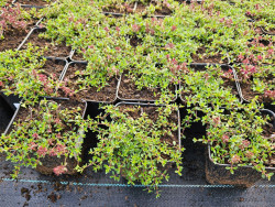 Macierzanka wczesna 'Red Carpet' - sadzonki P9 | Byliny Farm