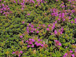 Macierzanka wczesna 'Red Carpet' - sadzonki P9 | Byliny Farm