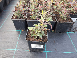 Kłosowiec 'Rosie Posie' - sadzonki P9 | Byliny Farm