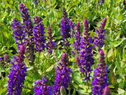 Szałwia omszona 'Sensation Compact Deep Blue' - sadzonki | Byliny Farm