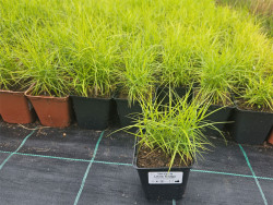 Turzyca palmowa 'Little Midge' - sadzonki P9 | Byliny Farm