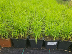 Turzyca palmowa 'Little Midge' - sadzonki P9 | Byliny Farm