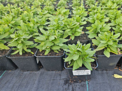Szałwia sensation compact 'Bright Rose' - sadzonki | Byliny Farm